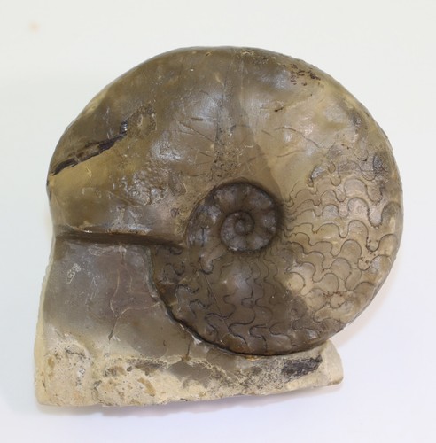 Ceratit ceratites laevigatus - ceratites,