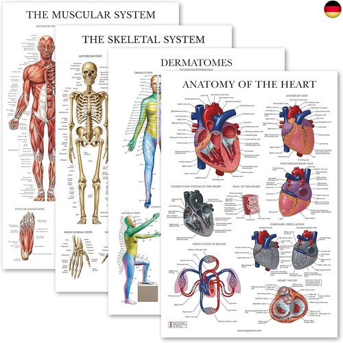 4er pack anatomisches - 4er-pack,