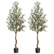 2 x Olivenbaum 180cm