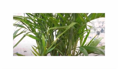 Bambus palme pogonatherum - bambus,