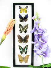 6 echte präparierte