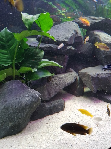 10kg aquarium steine - , schwarz