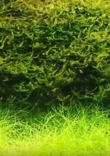 Javamoos schnellwachsende Aquariumpflanzen gegen Algen im Aquarium .