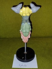 Gehirn Modell Katzenhai DDR