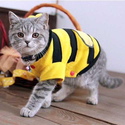 Niedliches katzen - niedliches, katzen-