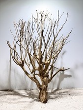 Talawa Wurzel JUMBO ähnlich