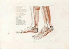 Anatomische Studien Wandkunst