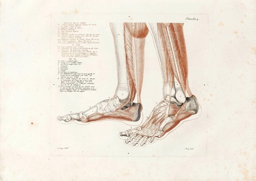 Anatomische studien wandkunst - anatomische,