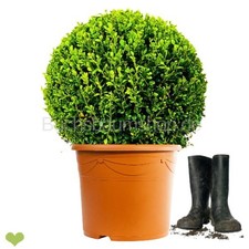 Buchsbaumkugel 'Faulkner'