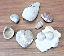 Fossilien Sammlung Fund 1984