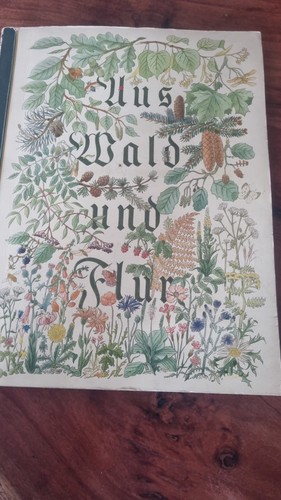 Buch aus wald - buch, flur