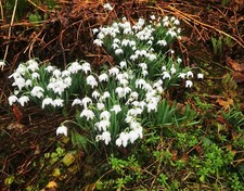 Galanthus  30 x gefülltes Schneeglöckchen, sehr alte Sorte  Zwiebeln d