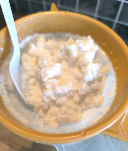 Milchkefir kefirknollen - milchkefir,,