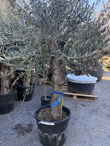 Xxl jahre olivenbaum 160cm - jahre,