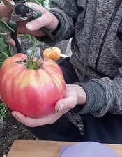 ⭐10 Samen Tomate  "Chilo