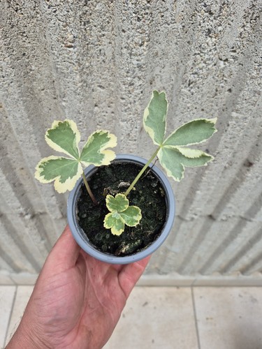 Haquetica epipactis thor - haquetica,