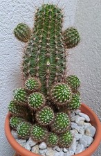 5x Kakteen - Kindel, pflegeleicht und schöner Wuchs