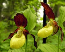 Samen Cypripedium calceolus