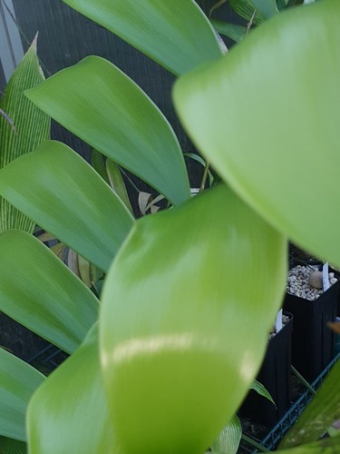 Zamia fairchildiana seeds - fairchildiana,, 4