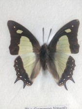 Gemeiner Nawab - schöner