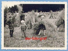 Foto, alte Landwirtschaft, das abgemähte Korn wird zu Garben gebunden, um 1938 !
