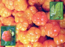 Finland Suomi Lappi Lakka