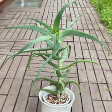 Aloe Arborescens Baumaloe