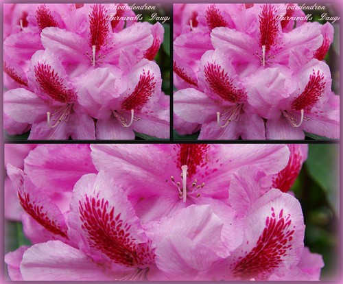 Rhododendron furnivall - rhododendron, furnivall´s