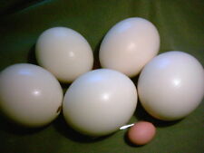 10 Strausseneier Straußenei Südafrika Top Qualität natur 1te Wahl cremeweiß leer