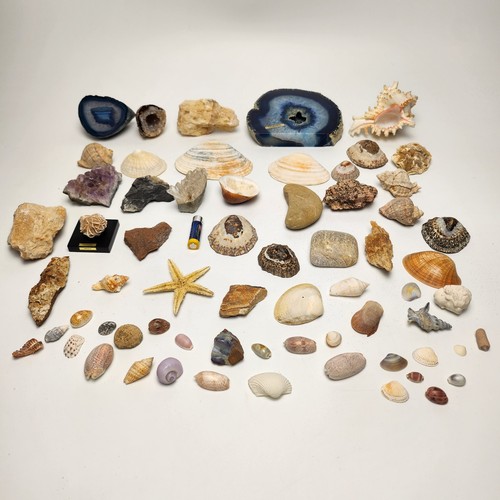 Mineralien muscheln sammlung - muscheln,
