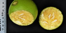 Schwarze affenorange strychnos - affenorange,