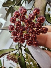 heavenly HOYA Hoya 'Rosita'