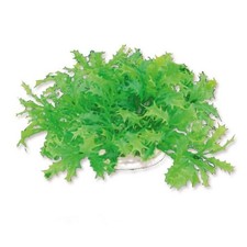Aquarium wasserpflanzen - aquarium,