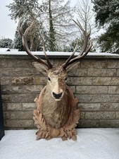 Außergewöhnlicher Hirschkopf