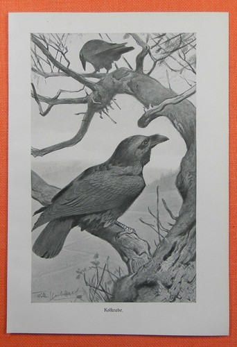 Kolkrabe corvus corax rabe - kolkrabe,