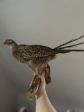 Fasan Präparat aus einer