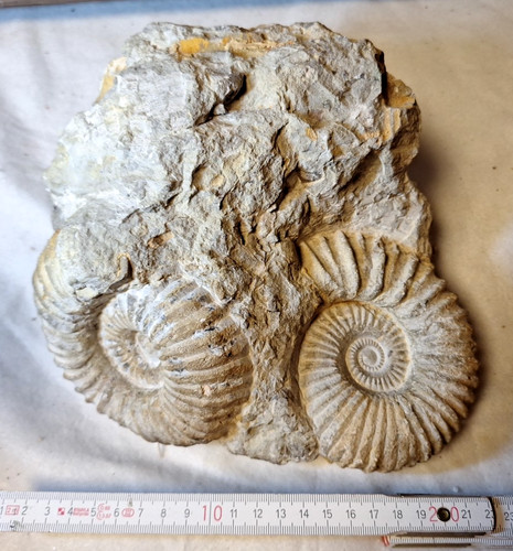 2er gruppe ammoniten fossilien - gruppe,