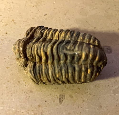 Trilobit fossil calymene - trilobit, „calymene“