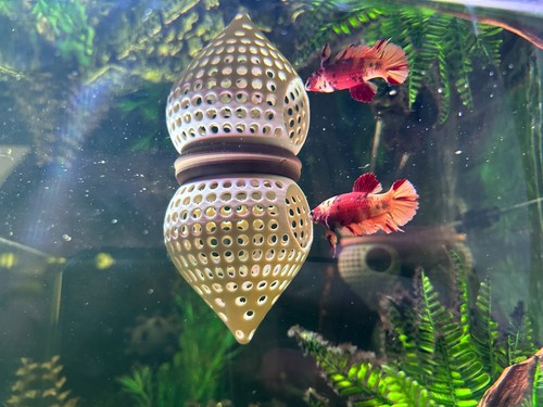 Bettapod schwimmende betta - schwimmende,