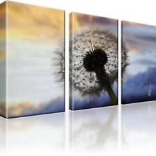 Löwenzahn Pusteblume Bild 3 Teilig Bilder Gerahmt Wandbild Kunstdruck