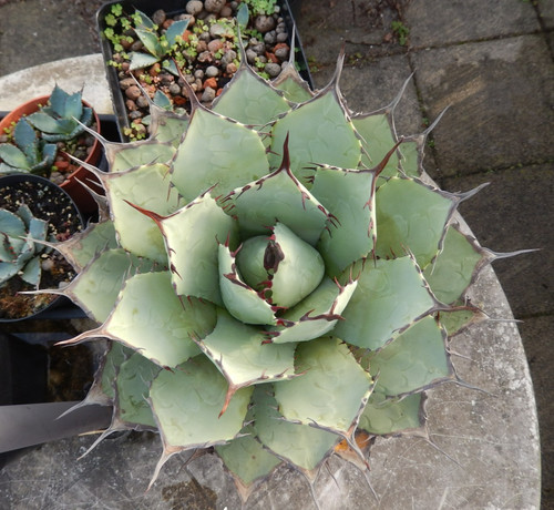 Agave parryi frosthart - agave, !!!