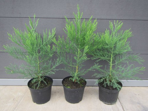 Sequoiadendron giganteum - ,