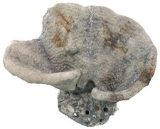 Kreide  Seliscothon verrucosum  Großer Schwamm auf Tremapolites  Höver  KE37-2