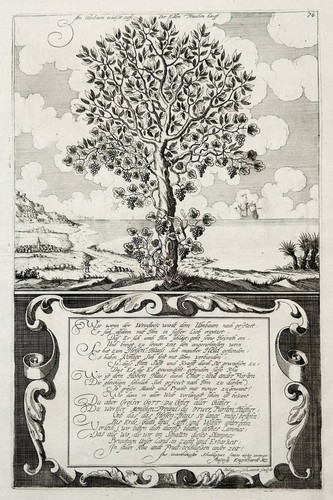 Ulm baum weinstock weintrauben - ulm,