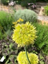 Scharfer Gelblauch Russischer Knoblauch Blumenlauch Bienenweide Rosenbegleiter