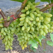 kernlose 2 jährige Weintraube Weinrebe Tafeltraube "Stoletie"