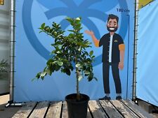 Limettenbaum - Citrus