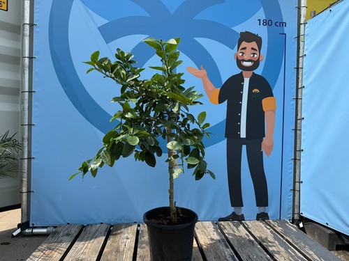 Limettenbaum citrus - limettenbaum,