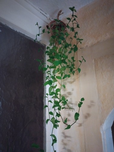 Tradescantia fluminensis