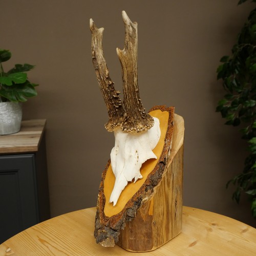Rehgeweih reh geweih - rehgeweih, gehörn